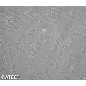 人肝母細胞癌細胞HB611，ATCC細胞