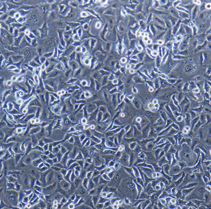 小鼠巨噬細(xì)胞BAC1.2F5/LUC(帶熒光素酶),BAC12F5/LUC