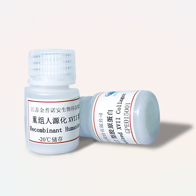 重組人源化XVII型膠原蛋白,Recombinant Humanized XVII Collagen