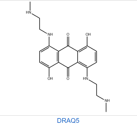 DRAQ5 活細胞DNA染料,DRAQ5