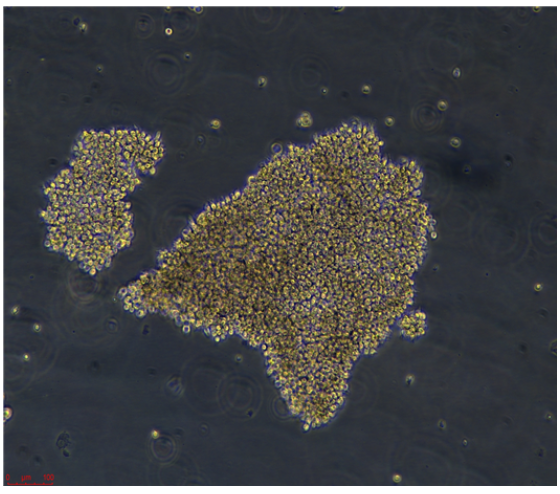 HCC-1195/LUC(带荧光素酶),hcc1195/LUC