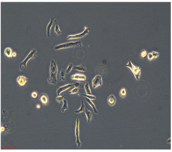 LCells/LUC(帶熒光素酶),lcells/LUC