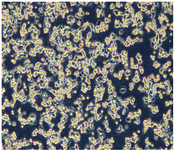 NCI-H774/LUC(帶熒光素酶),ncih774/LUC