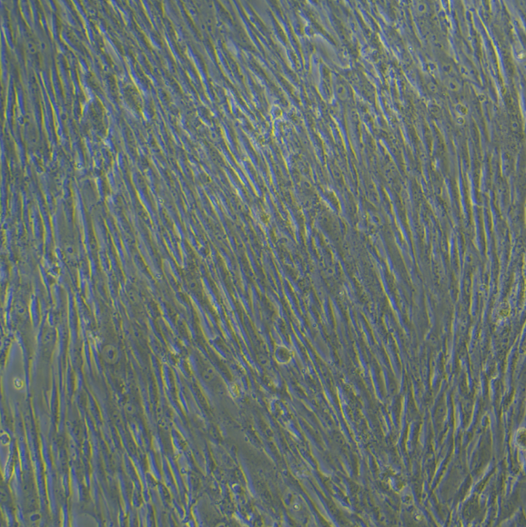 NM2C5/LUC(带荧光素酶),nm2c5/LUC