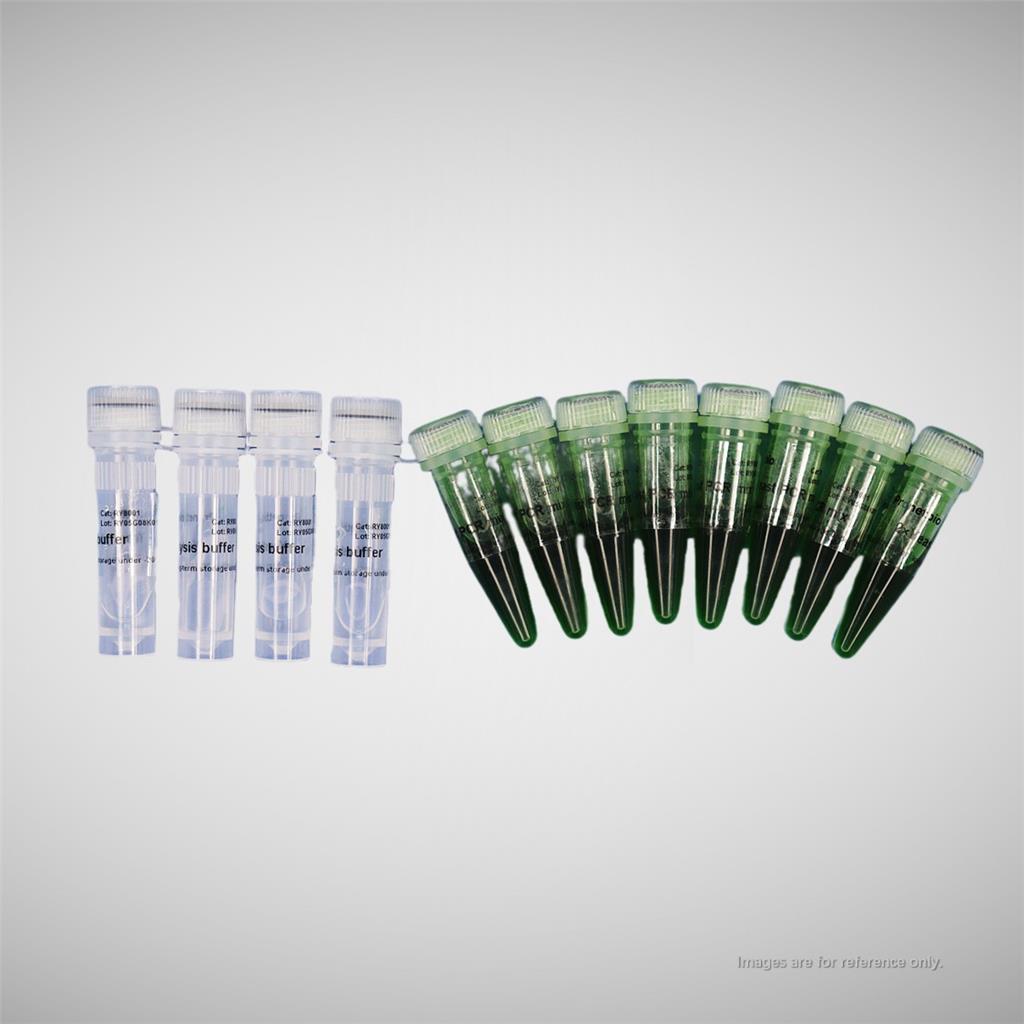 酵母菌落PCR試劑盒,Yeast colony PCR kit