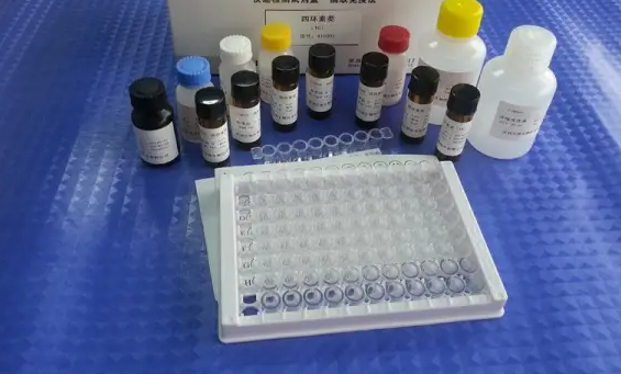 人細胞色素P450家族成員24A1(CYP24A1)ELISA試劑盒