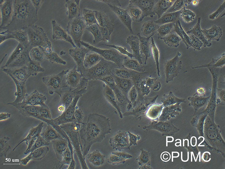 大鼠腎足細(xì)胞Ratpodocyte,Ratpodocyte