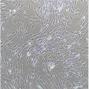 人胚肺成纤维细胞CCC-HPF-1