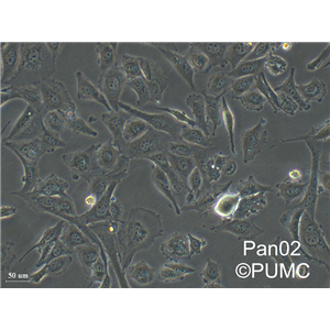 大鼠肾足细胞Ratpodocyte