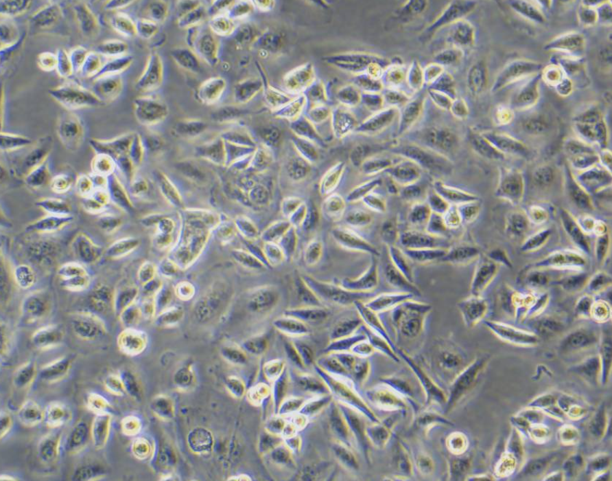 人大細(xì)胞肺癌順鉑耐藥株NCI-H460/cis,NCIH460cis