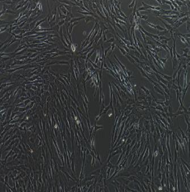 人宮頸癌細胞HeLa229,HeLa229