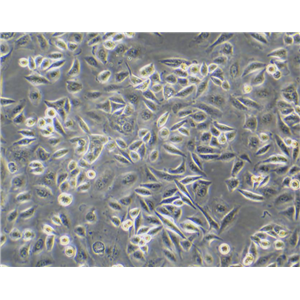 人大細(xì)胞肺癌順鉑耐藥株NCI-H460/cis,NCIH460cis