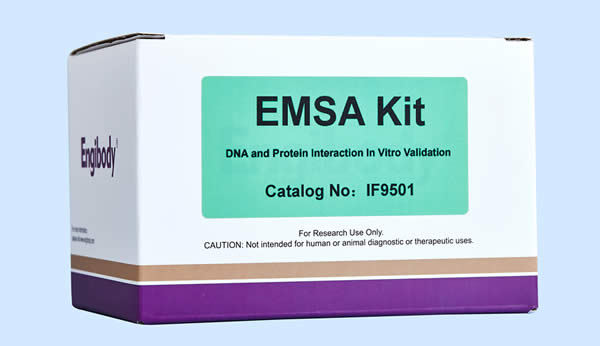 凝膠遷移EMSA Kit,EMSA Kit