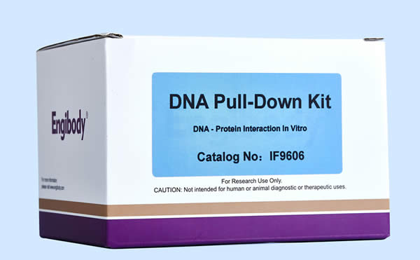 DNA Pull-down試劑盒,DNA Pull-down Kit