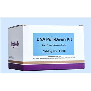 DNA Pull-down试剂盒