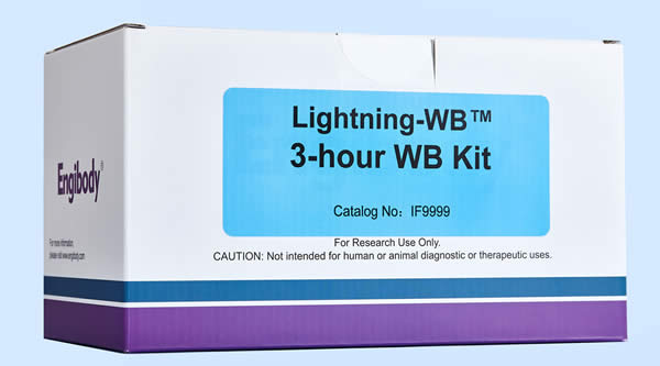 3小时超快WB试剂盒,3-hour Western blotting Kit