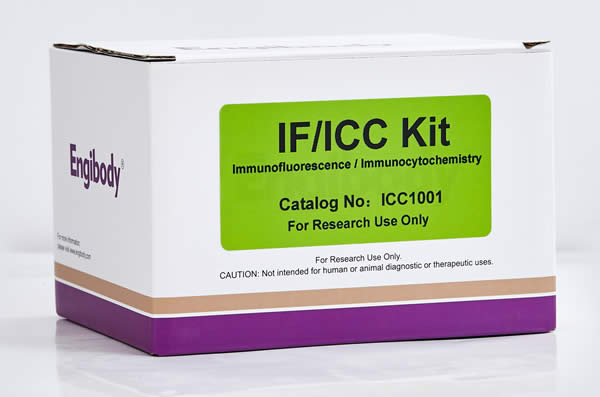 细胞免疫荧光ICC/IF Kit,ICC/IF Kit