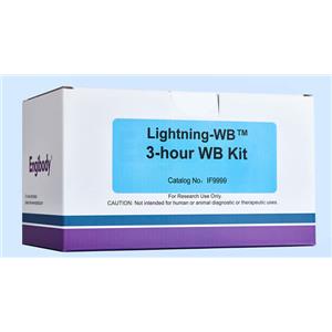 3小时超快WB试剂盒,3-hour Western blotting Kit