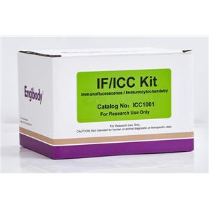 细胞免疫荧光ICC/IF Kit,ICC/IF Kit