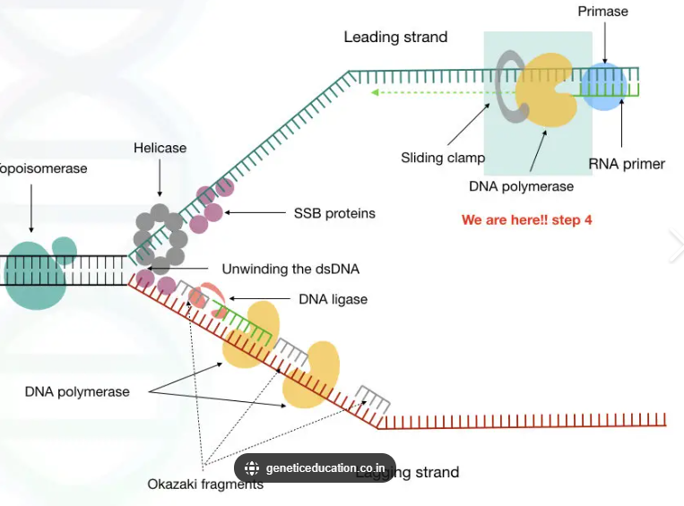 羅斯肉瘤病毒RT-PCR試劑盒,Rous′ Sarcoma Virus(RSV)