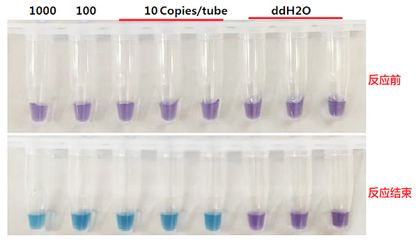 乙型肝炎病毒前基因組RNA 染料法熒光定量RT-PCR試劑盒,Hepatitis B Virus Pregenomic RNA