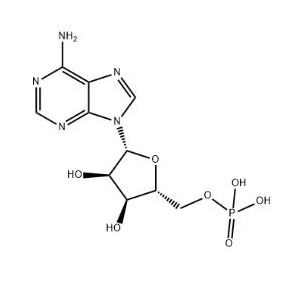 腺苷酸,Adenosine 5'-monophosphate