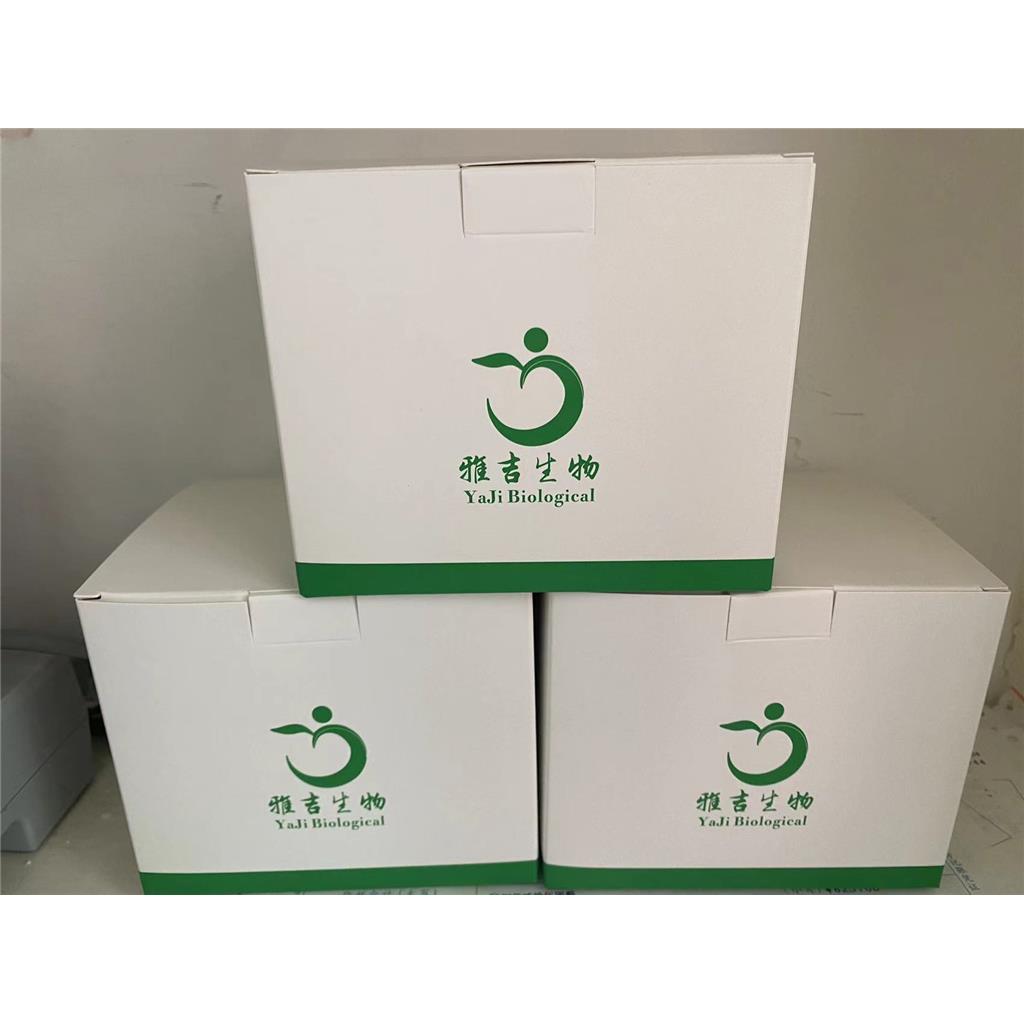 两岐双岐杆菌染料法荧光定量PCR试剂盒Bifidobacterium bifidum