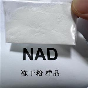 煙酰胺腺嘌呤雙核苷酸;氧化型輔酶I NAD+ 53-84-9 99%規(guī)格 凍干粉 威德利