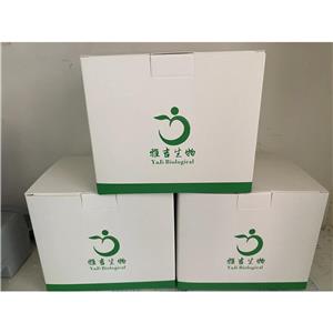 两岐双岐杆菌染料法荧光定量PCR试剂盒Bifidobacterium bifidum