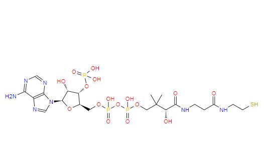 輔酶A,Coenzyme A