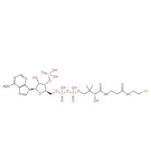 輔酶A,Coenzyme A