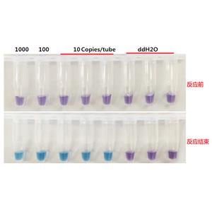 Pneumocystis spp.肺孢子蟲染料法熒光定量PCR試劑盒