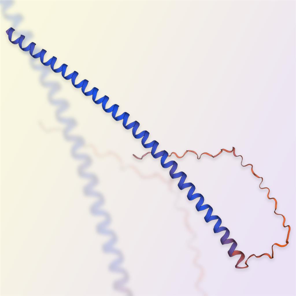 α突觸核蛋白,α-synuclein