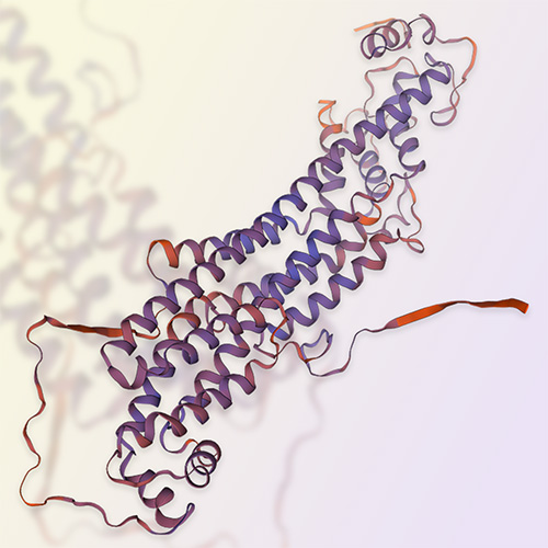 Glypican 4蛋白,Glypican 4