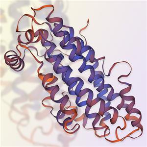 載脂蛋白E/APOE重組蛋白，ACROBiosystems百普賽斯