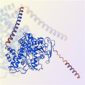 丁酰膽堿酯酶BCHE-ACROBiosystems百普賽斯