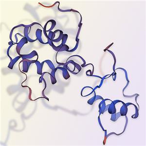 CDNF蛋白-ACROBiosystems百普賽斯