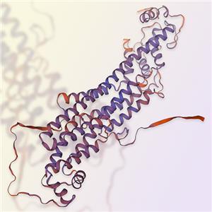 Glypican 4重組蛋白-ACROBiosystems百普賽斯