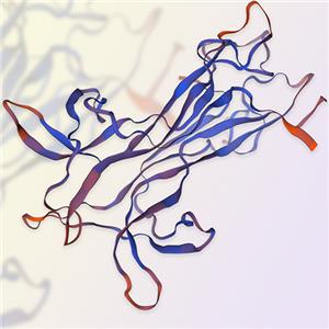 5核苷酸酶（NT-4）蛋白-ACROBiosystems百普賽斯