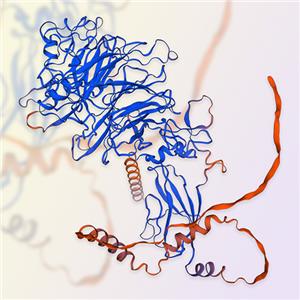 Semaphorin 3A/SEMA3A蛋白-ACROBiosystems百普賽斯