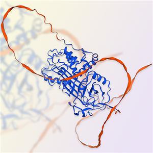 Serpin G1蛋白-ACROBiosystems百普賽斯