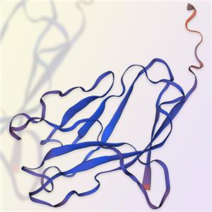 TREM2重組蛋白，ACROBiosystems百普賽斯