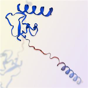 白介素8/IL-8蛋白/試劑盒，ACROBiosystems百普賽斯