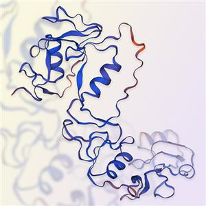 重组人卵泡抑素Follistatin-ACROBiosystems百普赛斯