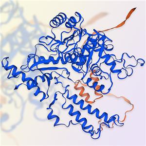 重组人GAD2/GAD65蛋白-ACROBiosystems百普赛斯