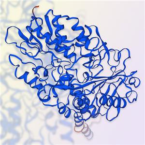 重组人单胺氧化酶B（MAOB）蛋白-ACROBiosystems百普赛斯