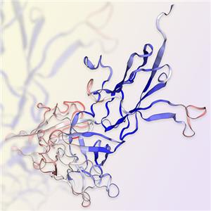 FGF R3 (IIIb)/FGF R3B蛋白-ACROBiosystems百普賽斯