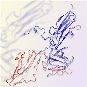 FGF R3 (IIIc)蛋白-ACROBiosystems百普賽斯