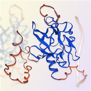 FGF3/HBGF3蛋白-ACROBiosystems百普赛斯