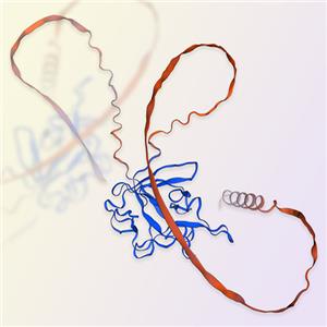 重組人FGF-5蛋白-ACROBiosystems百普賽斯